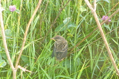 Spiza americana