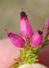 Erica nutans