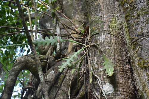 Disocactus anguliger, photograph 5