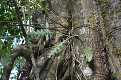 Disocactus anguliger