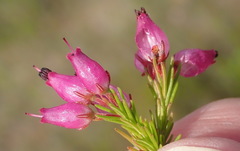 Erica nutans
