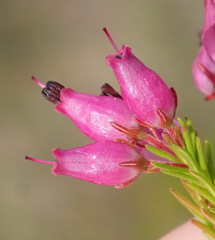 Erica nutans