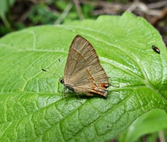 Arzecla tucumanensis