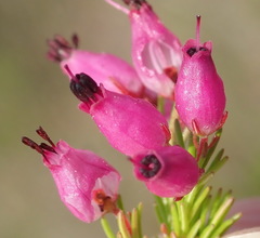 Erica nutans