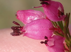 Erica nutans