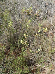 Erica sparrmanni