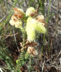 Erica sparrmanni