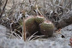 Mammillaria scrippsiana