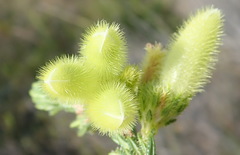 Erica sparrmanni