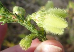 Erica sparrmanni