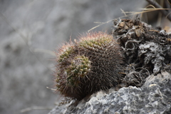 Mammillaria scrippsiana