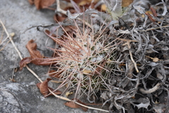 Mammillaria scrippsiana