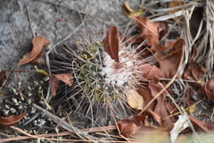 Mammillaria scrippsiana
