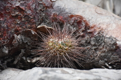 Mammillaria scrippsiana