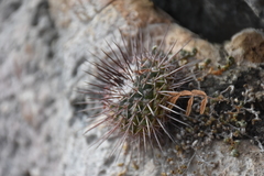 Mammillaria scrippsiana