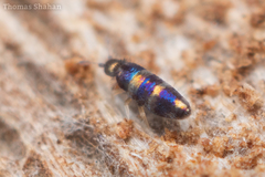 Lepidocyrtus fimicolus