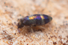 Lepidocyrtus fimicolus