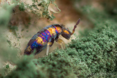 Lepidocyrtus fimicolus