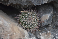 Mammillaria scrippsiana