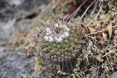 Mammillaria scrippsiana