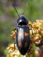 Selatosomus suckleyi