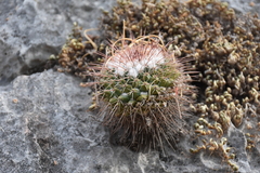 Mammillaria scrippsiana