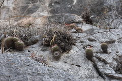 Mammillaria scrippsiana