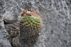Mammillaria scrippsiana