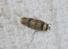 Sphyrelata nefanda