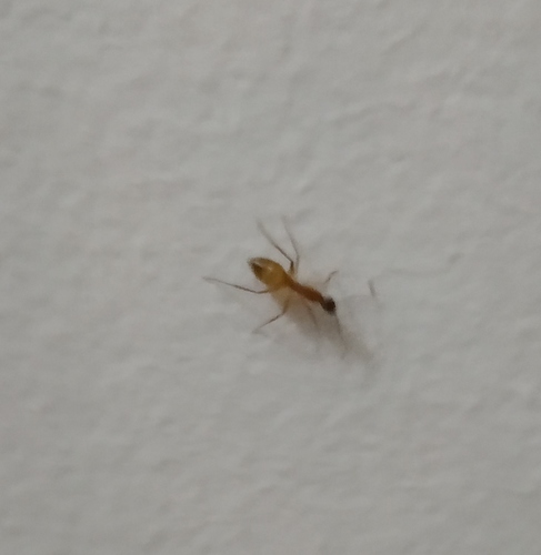 iNaturalist observation photo of Carpenter Ants, Typical Sugar Ants and Allies