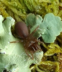Atypus affinis