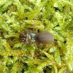 Atypus affinis