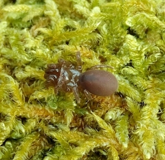 Atypus affinis