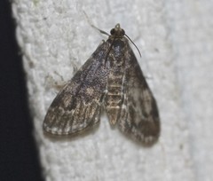 Elophila responsalis