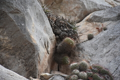 Mammillaria scrippsiana