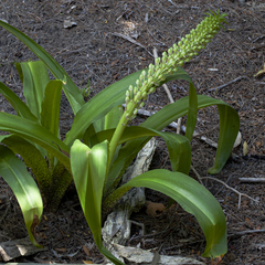 Eucomis comosa