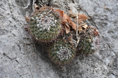Mammillaria scrippsiana