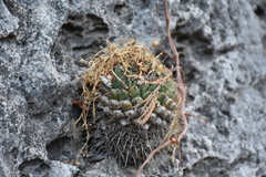 Mammillaria scrippsiana