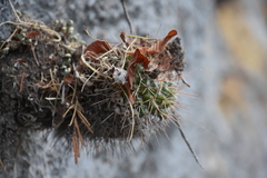 Mammillaria scrippsiana