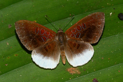 Adelotypa annulifera