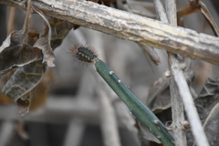 Acanthocereus paradoxus