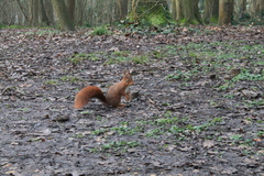 Sciurus vulgaris
