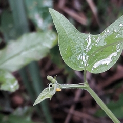 Heliconius erato phyllis