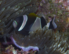 Amphiprion latezonatus