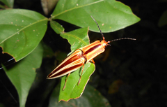 Semiotus serraticornis