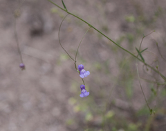 Neogaerrhinum strictum