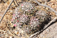 Mammillaria scrippsiana