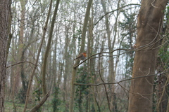Erithacus rubecula