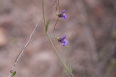 Neogaerrhinum strictum