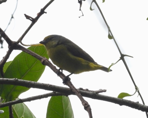 Scrub Euphonia (Euphonia affinis), photo 10